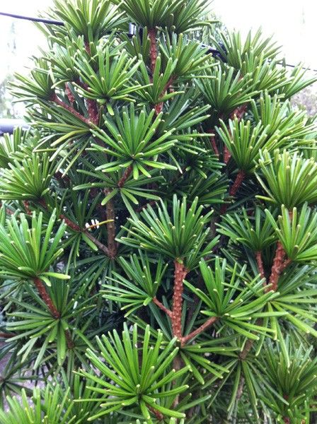 Sciadopitys verticillata 'Sternschnuppe', 30–40 cm