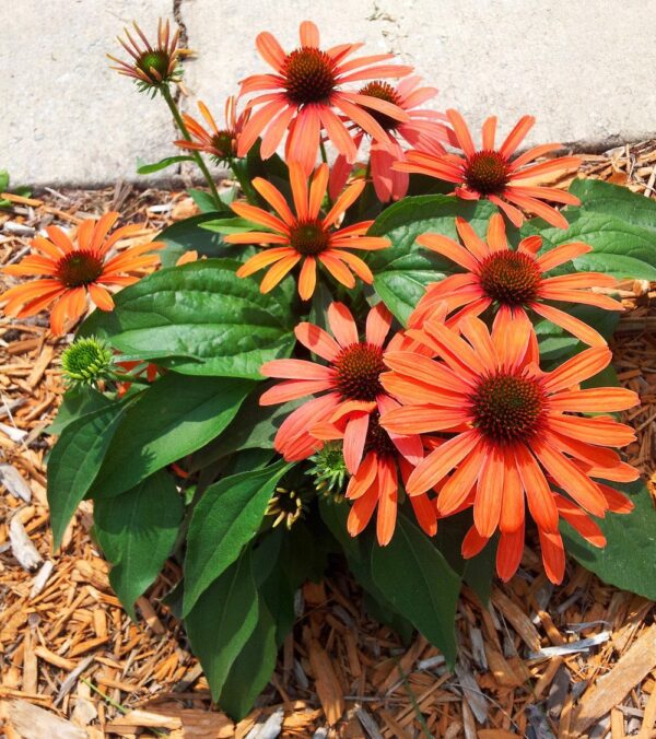 Echinacea purpurea Třapatka nachová, Julia, ko 2 L - echi julia