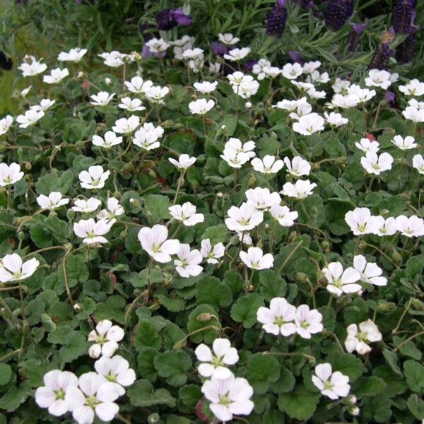 Erodium variabile Bishop White' – PUMPAVA, P 9