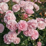 ROSA KORDES, Larissa® - Image 4