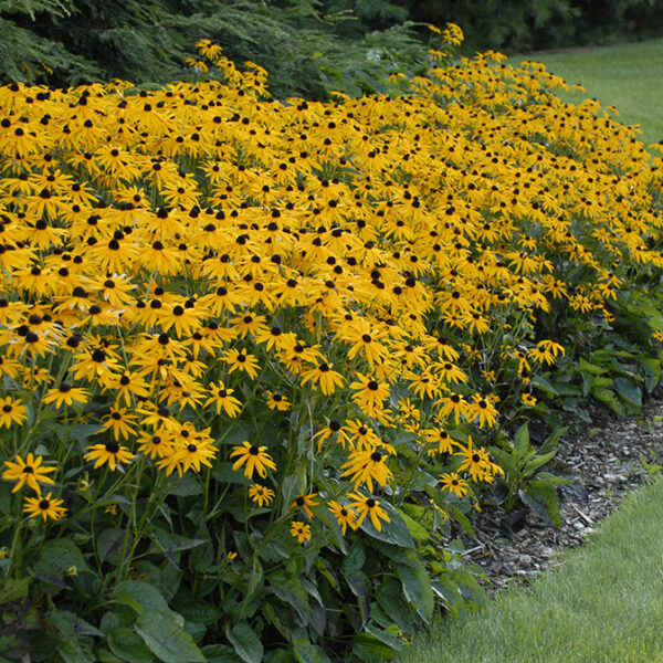 Rudbeckia fulgida ´Goldsturm´ 9x9x8