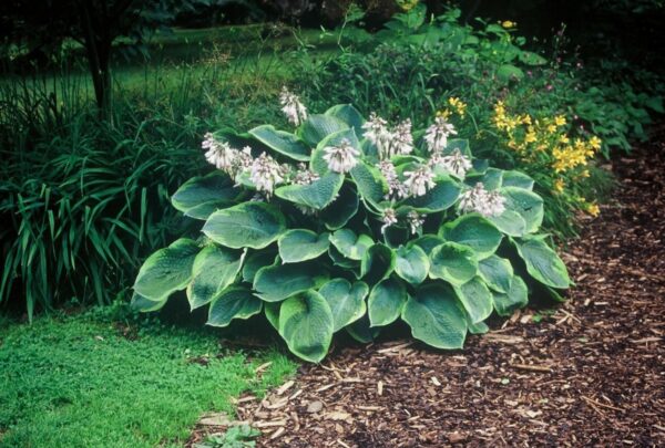 Hosta sieboldiana 'Frances Williams', ko 1L - host