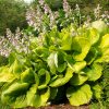 Hosta hybrida 'Sum&Substance' - Kontejner 1 l