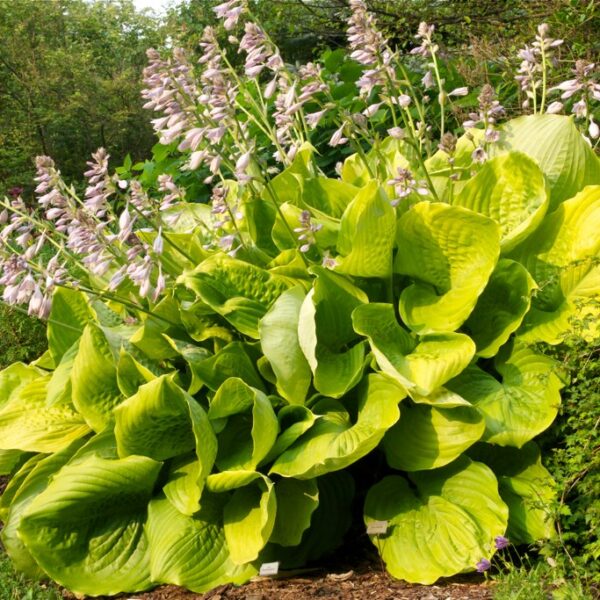 Hosta hybrida 'Sum&Substance'
