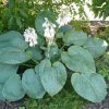 Hosta sieboldiana 'Elegans' - Kontejner 1 l