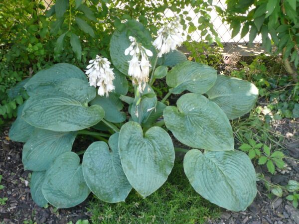 Hosta sieboldiana 'Elegans' - hosta sieboldiana elegans