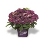 Hydrangea macrophylla 'Forever&Ever'®'PURPLE'