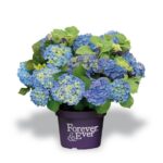 Hydrangea macrophylla 'Forever&Ever'® 'BLUE'