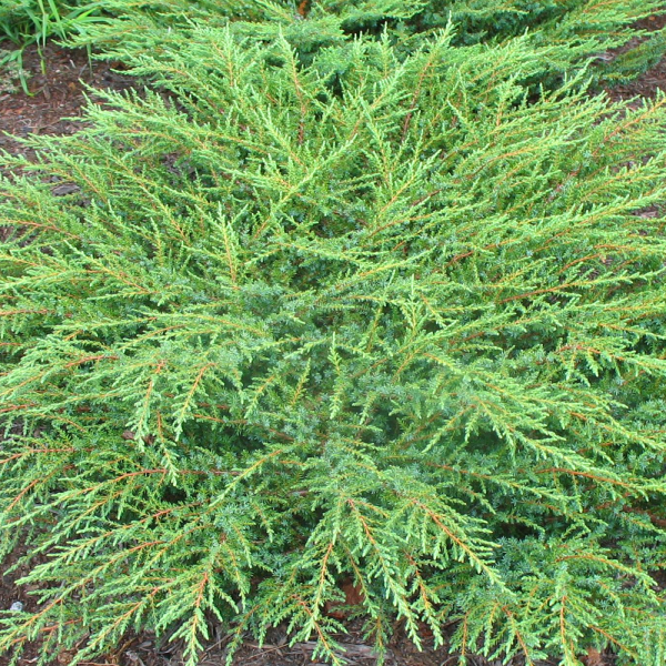 Juniperus communis 'Green Carpet' - juniperus communis green carpet 3 pack p2177 12880 image