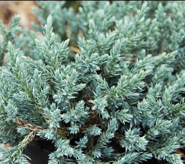 Juniperus squamata 'Tropical Blue' - juniperus squamata tropical blue1 big e1549981882248