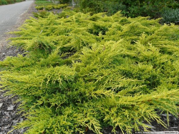 Juniperus media 'Goldkissen' 20–25 cm - juniperus pfitzeriana gold star 01