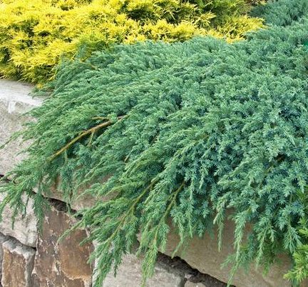 Juniperus squamata 'Blue Carpet' - juniperus squamata blue carpet 017712600 1816 03122017 e1549981742601