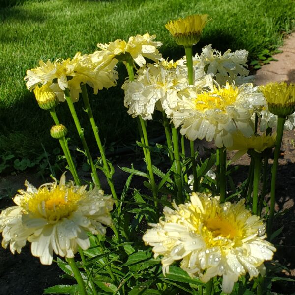 Leucanthemum maximum ´Real Charmer´ 12 - leucan real
