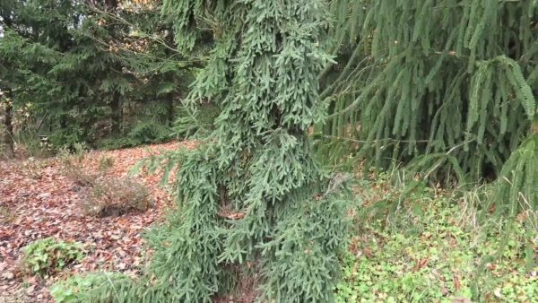Picea abies 'Rothenhaus' 80–100cm, Výška 10 M, Šířka 2M -