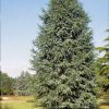 Cedrus libani 'Fastigiata' - Kontejner 5 l, v. 60-80 cm