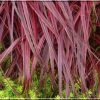 Miscanthus sinensis 'Purple Fall' - Kontejner, pr. 12 cm