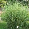 Miscanthus sinensis 'Puenktchen' - K2