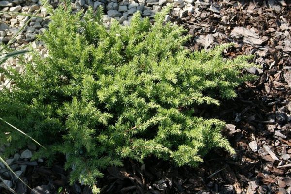 Juniperus conferta 'Schlager' - obrázek číslo 5
