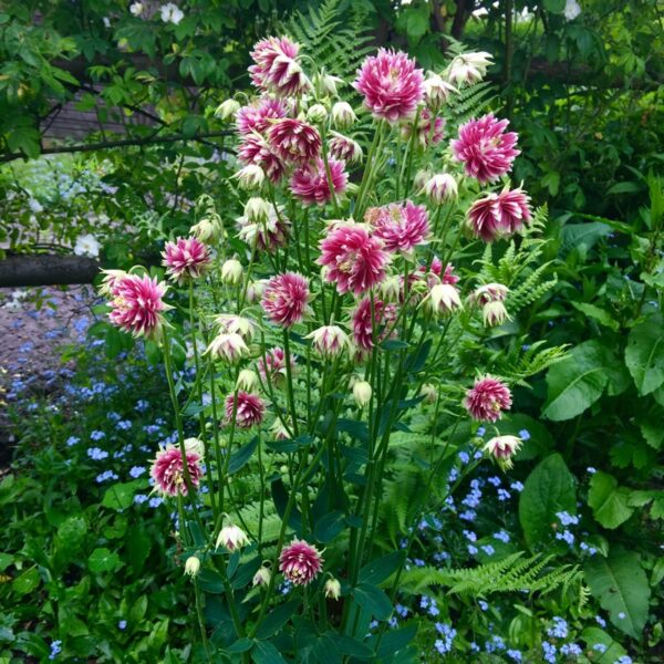 Aquilegia vulgaris Barlow Nora Barlow