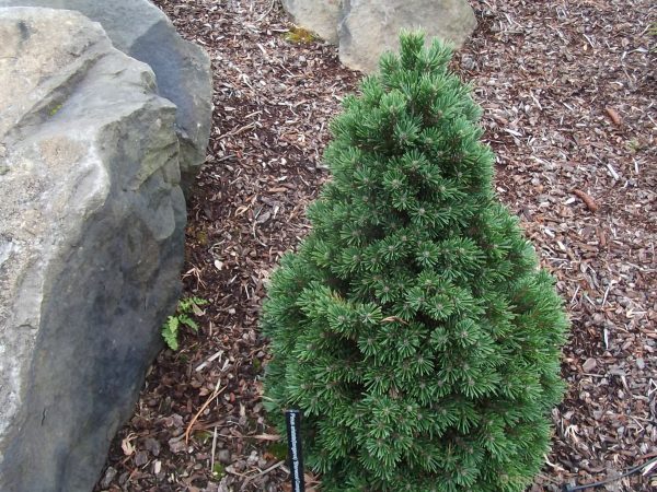 Pinus aristata 15–30 K, výška v dospělosti 3m - pc pin aris sherwood compact dscf1167