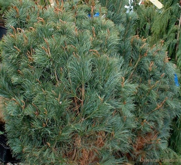 Pinus pumila 'Glauca' 40–60 cm - pc pin pum glauca e1550154051176