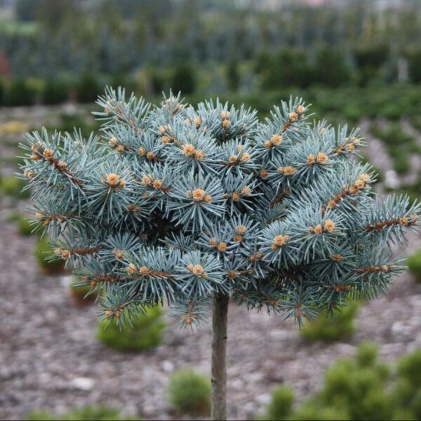 Picea pungens 'Nidiformis Kalouš'