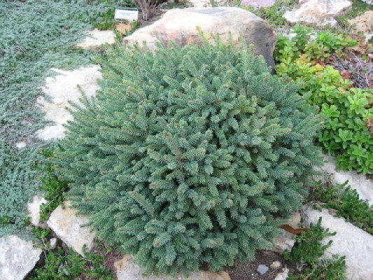 Picea glauca 'Echiniformis', 15–20 cm - picea glauca echiniformis steg oct 06