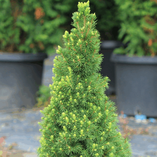 Picea glauca Rainbow´s End 30–40 K7,5 - picea glauca rainbows end p2184 12925 image