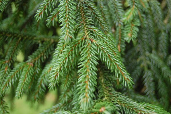 Picea orientalis 100–125 cm - picea orientalis aurea leaf scaled