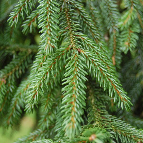 Picea orientalis 100–125 cm