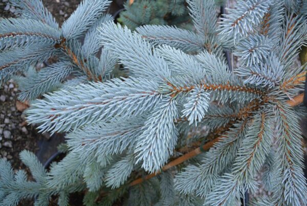 Picea pungens 'Hoopsii' - picea pungens hoopsii 1 1200 804 90 s