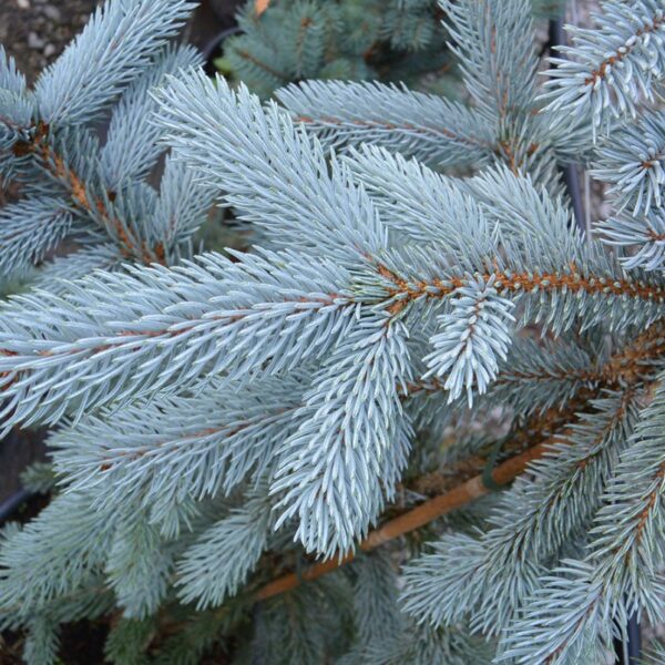 Picea pungens 'Hoopsii'