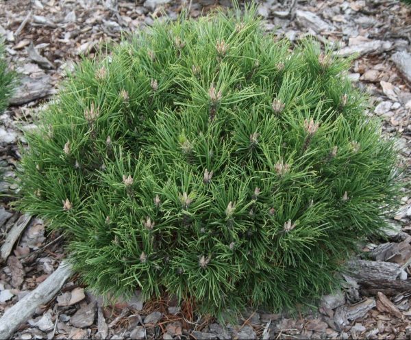 Pinus mugo ´Hesse´ 20–30, K5, výška v dospělosti 1m - pin mu hesse00 kopiowanie e1549361076725