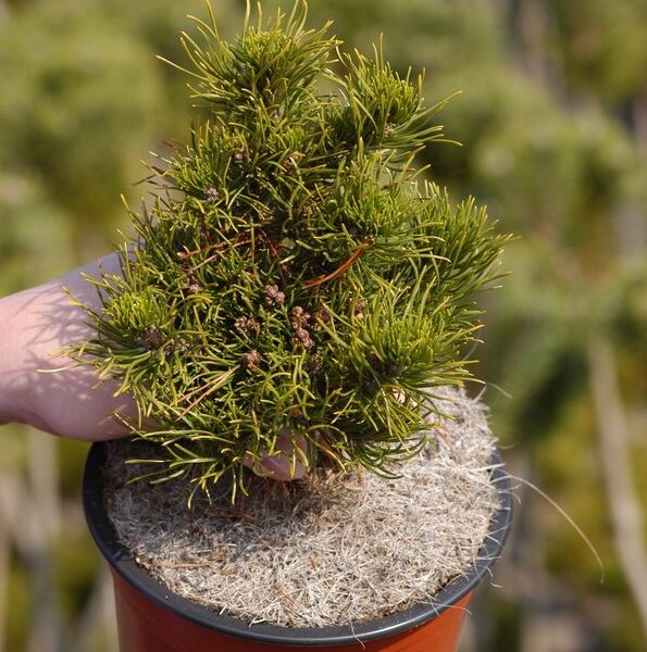 Pinus banksiana Schodick 40–50, výška v dospělosti 1m