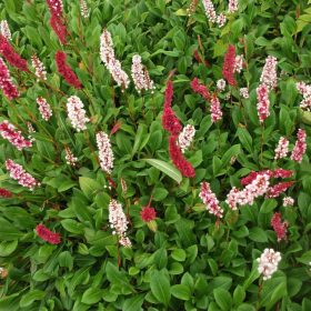 Persicaria affinis Hadí kořen , Darjeerlinf Red, K 9