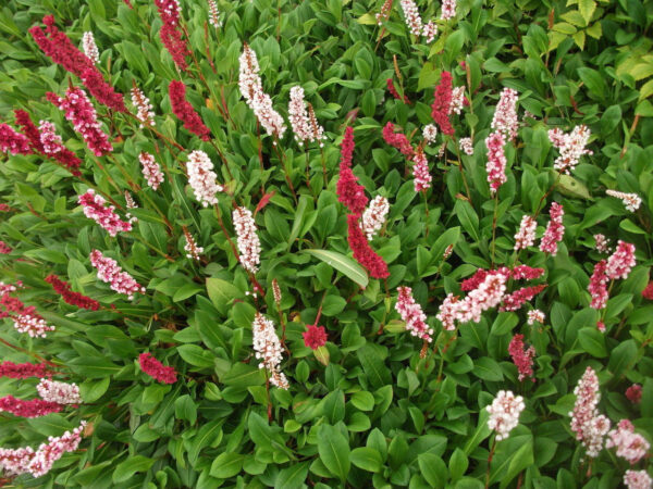 Persicaria affinis Hadí kořen , Darjeerlinf Red, K 9 - pulmonaria saccharata plicnik 1