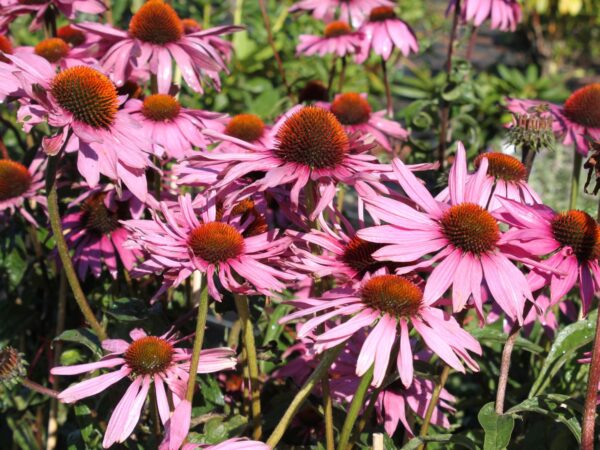 Echinacea purpurea - purpurroter scheinsonnenhut m001614 h 0