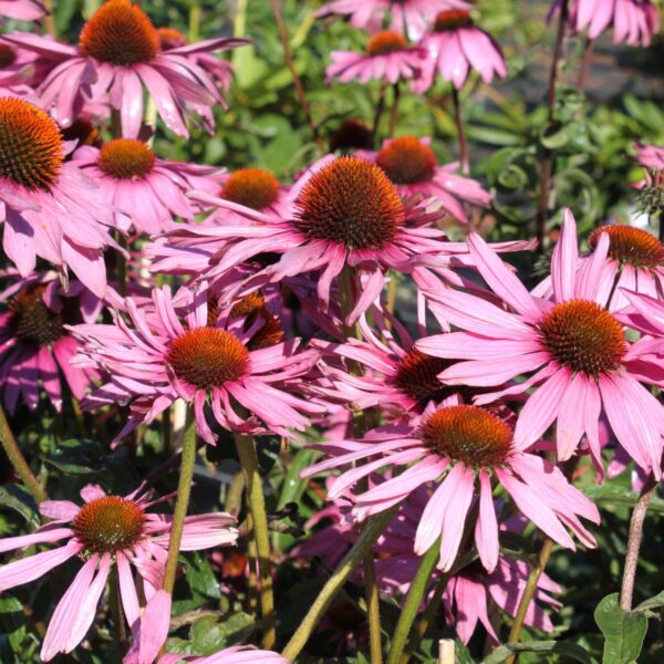 Echinacea purpurea