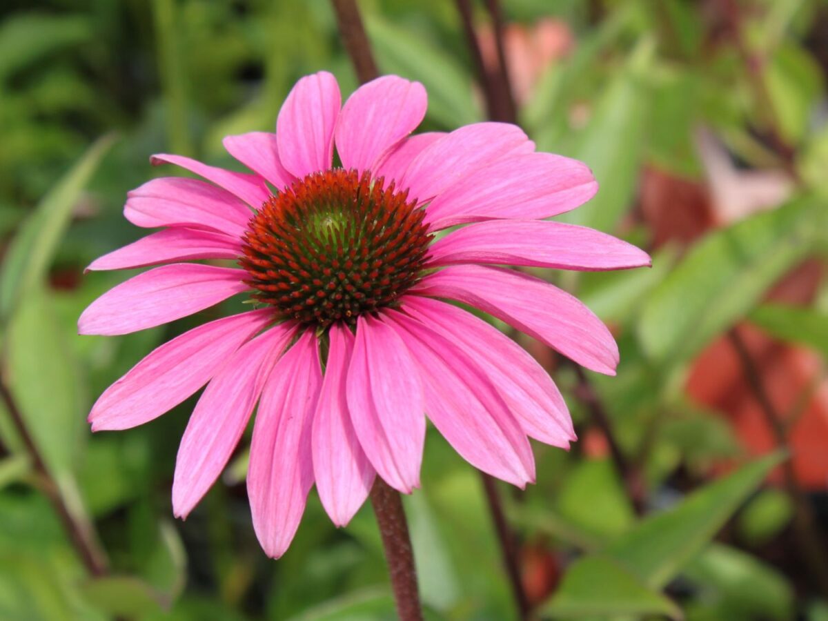 Echinacea purpurea - Image 2