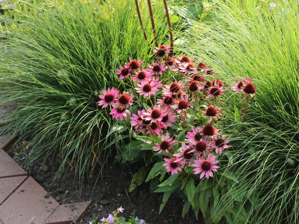 Echinacea purpurea - Image 3