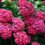 Hydrangea macrophylla 'Forever&Ever'® 'BLUE' - Image 5