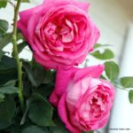 ROSA KORDES, Freifrau Caroline® - Image 3