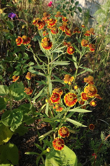 Helenium autumnale 'Rotgold hybr.' - rotgold22