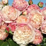 ROSA KORDES 2L Herkules  – Kordes 2007, sadové