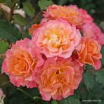ROSA KORDES 'Landlust'®