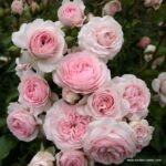 ROSA KORDES, Larissa®