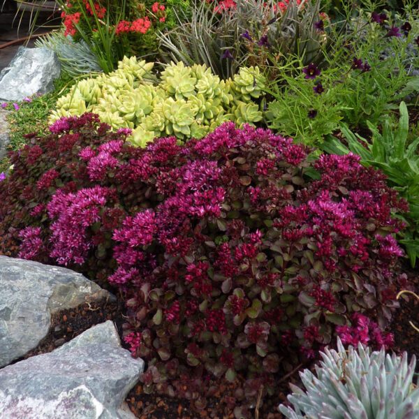 SEDUM Rozchodník –  spurium ´Voodoo´ h9