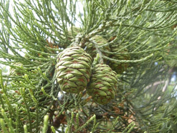 Sequoiadendron giganteum 30–40 cm - sequoiadendron giganteum juvenile cones scaled