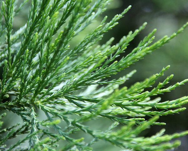 Sequoiadendron giganteum 40–50 cm