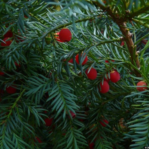Taxus baccata ´Repandens´ 20–30, K2,5
